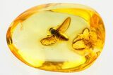 Detailed Fossil Black Fly (Simuliidae) In Baltic Amber - Spread Wings #357852-1
